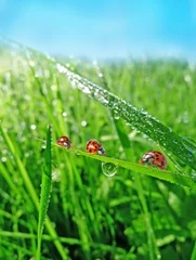 Foto op Plexiglas Lieveheersbeestjes drie lieveheersbeestjes in het gras