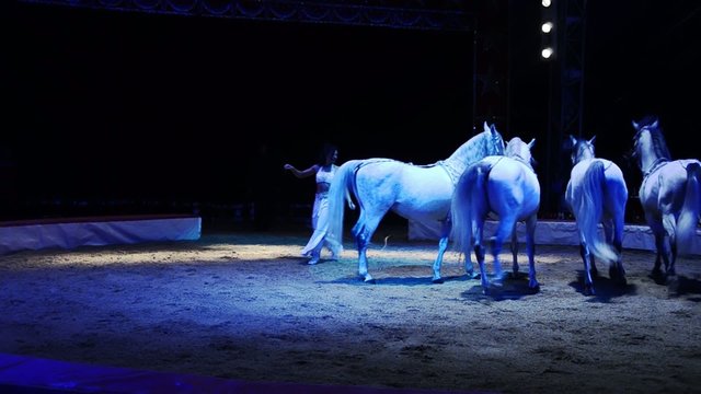 circo, ammaestratrice di cavalli