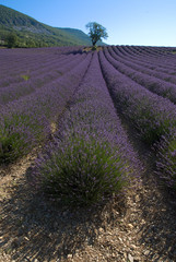 amandier solitaire dans champ de lavande