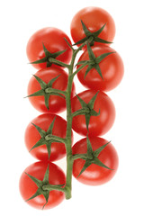 Organic Vine Grown Tomatoes