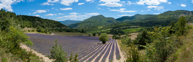 Provence - champ de lavande