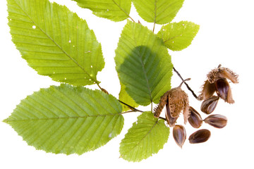 Beech nuts and leaves on white background