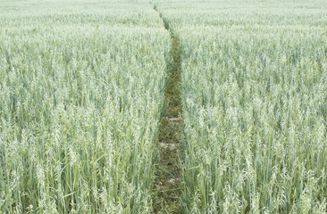 Footpath through oats field