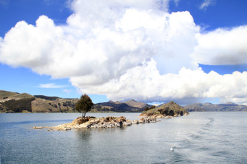 Titicaca's islet with tree
