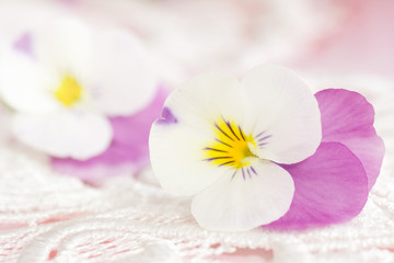 Pansies in white with pink