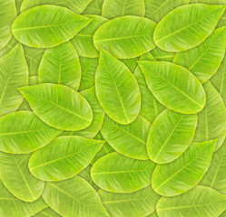 Green leaves background