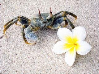 Frangipani flower and Crab