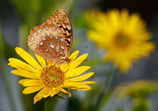 Great Spangled Fritillary Butterfly On A Yellow Flower