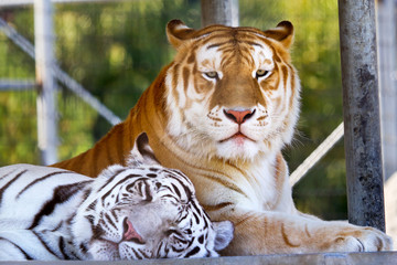 Buddies Royal White Orange Black Bengal Tigers Resting Together