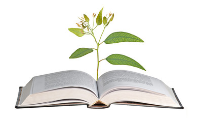 Sapling growing from book