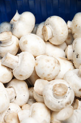 White paris mushrooms
