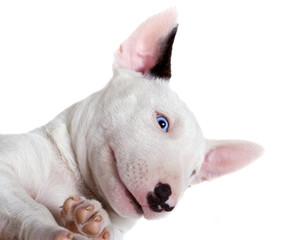 Bullterrier puppy - studio portrait