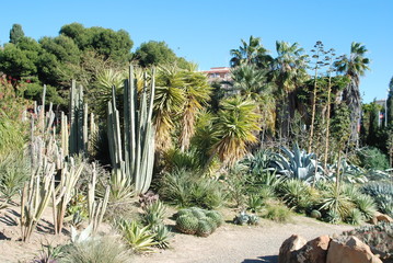 Naklejka na ściany i meble Kaktus w ogrodzie botanicznym