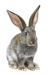 gray rabbit