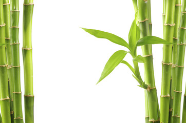 Panele Szklane  bamboo background