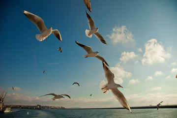 seagull following passenger ship
