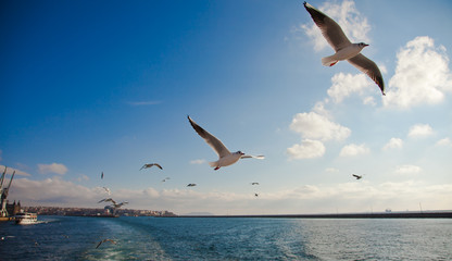 Fototapeta na wymiar seagull following passenger ship
