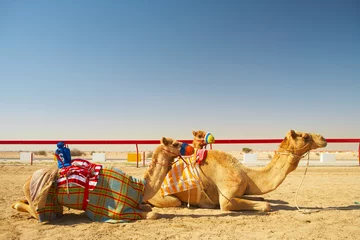 Tuinposter Robot camel racing © Sean Nel