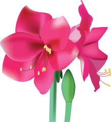 beautiful pink flower amaryllis