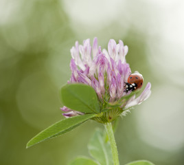 Ladybird sitting on White clover (Trifolium repens)