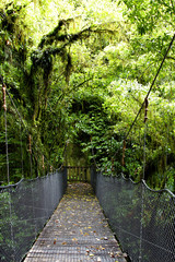 Swing bridge in forest