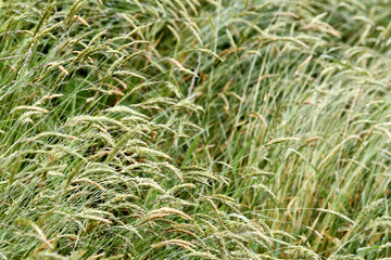 Grasses
