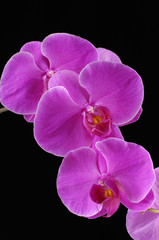 Naklejka na ściany i meble Branch of pink orchids isolated on black