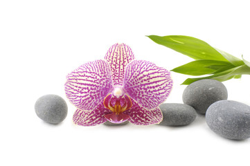 Macro of pink orchid and bamboo with pebble