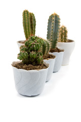 Cactus  in a pots