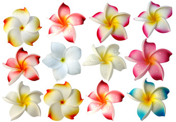 fleurs frangipanier