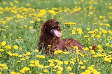 Собака ирландский сеттер в поле одуванчиков