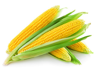 An ear of corn isolated on a white background - obrazy, fototapety, plakaty