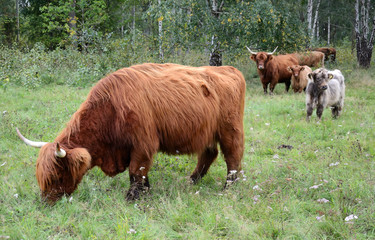 Swedish farm with highland cattle