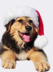 Hund mit weihnachtsmütze