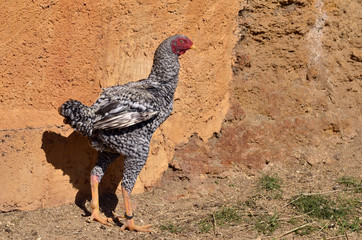 Grey fighting cock (Gallus) near a wall