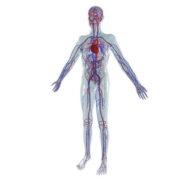 Anatomie Modell, Herz-Kreislauf System des Menschen