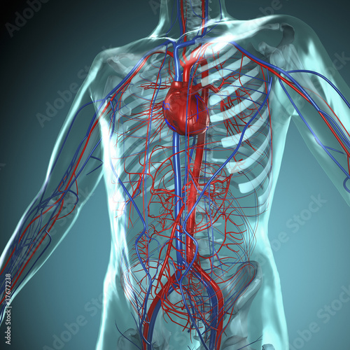 fototapete anatomie modell herz kreislauf system des menschen fototapeten ap i