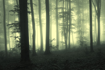 Fog in the forest with trees in counter light