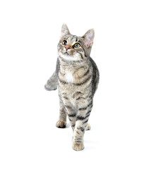 Obraz premium Pet tabby cat on white
