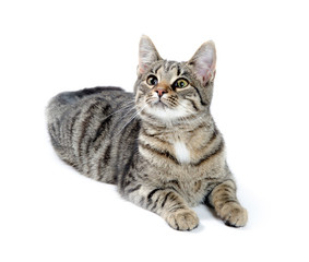 Tabby cat on white