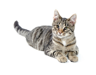 Tabby cat on white