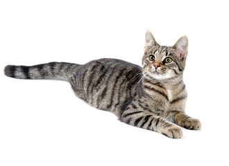 Tabby cat on white
