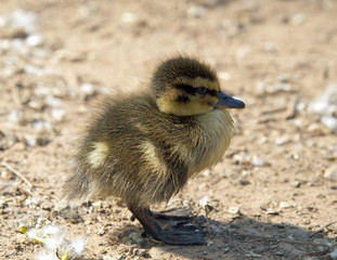 Duckling