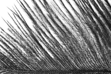 Black feather