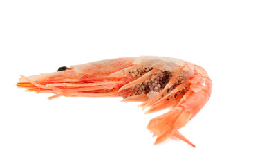 shrimp