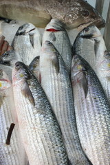 Fresh sea bass fish on ice