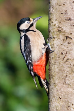 Woodpecker showing Nictitating Membrane