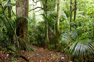 Naklejka premium Tropical jungle rainforest