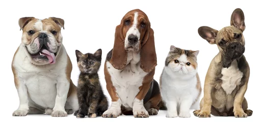 Fototapeten Group of cats and dogs in front of white background © Eric Isselée