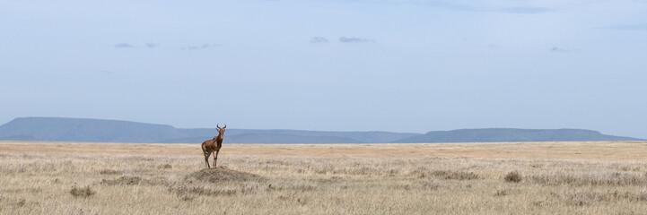 Coke's Hartebeest, Alcelaphus buselaphus cokii